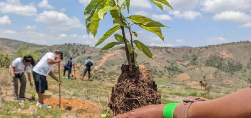 Plantation d’un jeune arbre lors d’une action de reboisement organisée par ACEP